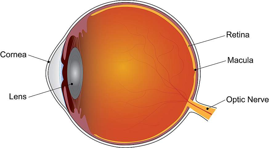 Age-related macular degeneration affects the macula, the part of the retina that provides central vision.