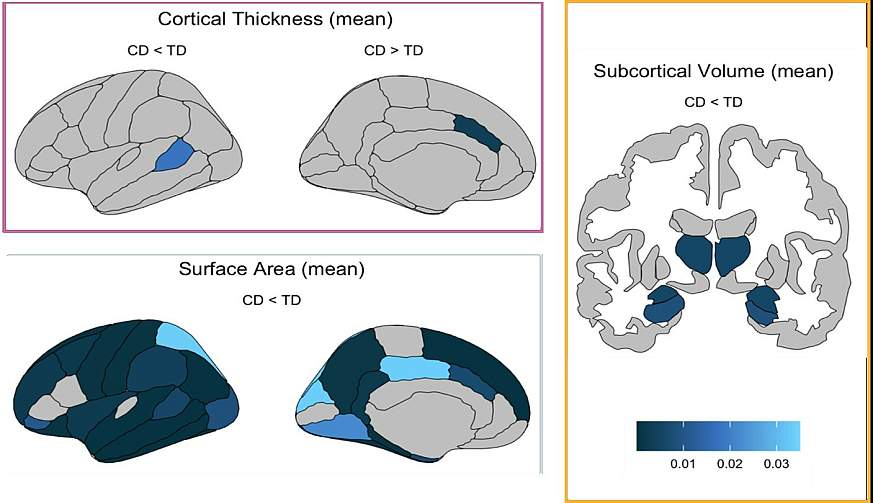 Three panels showing plots of the brain. Panel A shows mean cortical thickness, Panel B shows mean surface area, and Panel C shows mean subcortical volume