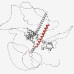 Digital illustration of a protein containing a cryptic peptide that results from a lack of functional TDP-43