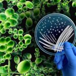 A blue gloved hand holding a petri dish showing bacterial growth, the background is black with a network of green cells